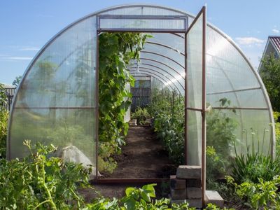 Jak zbudować ogrodowy tunel foliowy i maksymalnie wydłużyć sezon sadzenia
